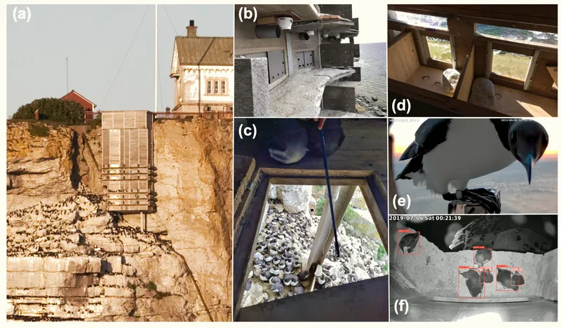 Six-panel montage of the Auk Lab: exterior on the cliff, nest ledges with cameras, researchers ringing birds through a floor hatch, interior of Razorbill boxes, a colour-ringed Guillemot on a weighing platform, and night-vision AI footage outlining birds.